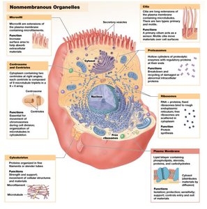 Diagram of microfilaments, intermediate filaments, and microtubules in a cell