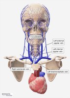 Veins of the head and neck