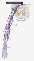 Veins of the upper limb