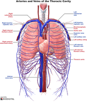 Arteries and veins of the thoracic cavity