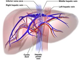 Hepatic portal system veins