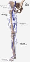 Veins of the lower limb