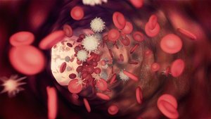 Blood flow and perfusion