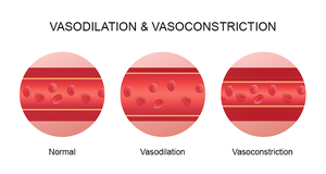 Vasodilation and vasoconstriction