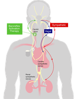 Neural and hormonal regulation of blood flow