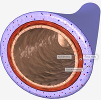 Cross-section of vein wall showing tunics