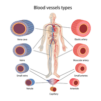 Blood vessel types diagram