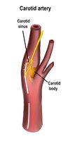 Carotid artery with carotid sinus and carotid body