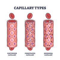 Types of capillaries: continuous, fenestrated, sinusoidal