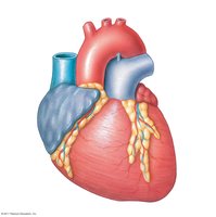 Heart valves with anatomical details