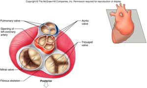 Heart valves and fibrous skeleton