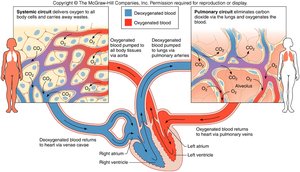 Diagram of systemic and pulmonary circuits