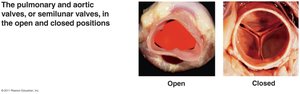 Table of heart valves and their functions