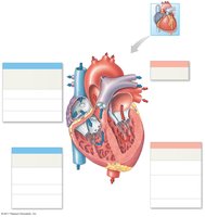 Detailed path of blood through the heart and lungs