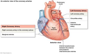 Coronary arteries and their branches