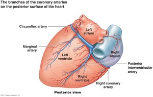 Coronary arteries and their branches