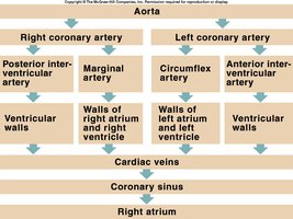Coronary circulation flowchart