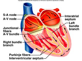 Cardiac conduction system