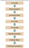 Cardiac conduction system flowchart