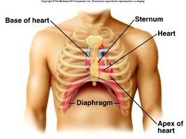 Location of the heart in the thoracic cavity
