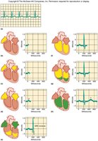 ECG and heart electrical activity