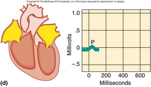 ECG and heart electrical activity
