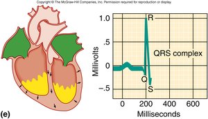ECG and heart electrical activity