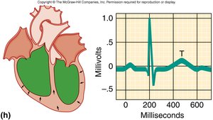 ECG and heart electrical activity