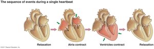 Atrial systole and ventricular diastole