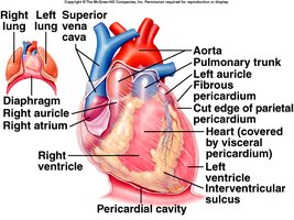 Anatomy of the pericardium and heart coverings