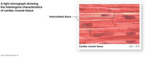 Cardiac muscle tissue with intercalated discs