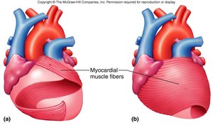 Myocardial muscle fiber arrangement