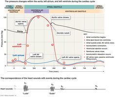 Heart sounds and auscultation areas
