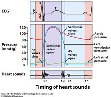 Timing of heart sounds with cardiac cycle