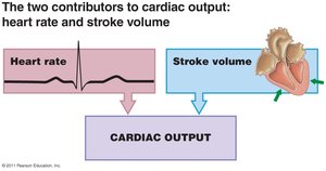 Cardiac output contributors