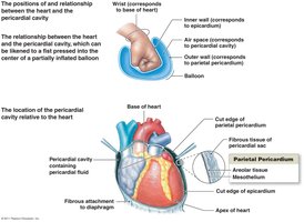 Relationship of the heart to the pericardial cavity