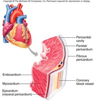 Layers of the heart wall