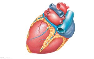 Posterior view of the heart chambers
