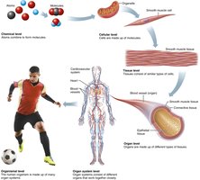 Human body showing all organ systems