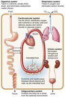 Interrelationships among body systems