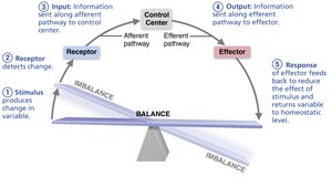 Homeostatic control mechanism diagram