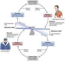 Negative feedback in body temperature regulation