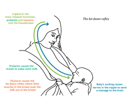 Positive feedback loop in lactation