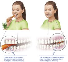 Example of structure-function relationship in teeth