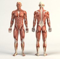 Anatomical position