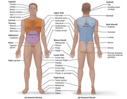 Anatomical regions of the human body