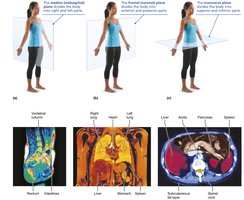 Body planes and sections