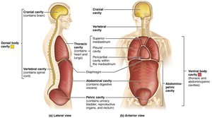 Ventral body cavity