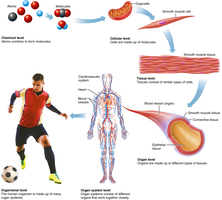 Levels of structural organization in the human body