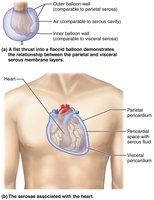 Serous membranes of the heart